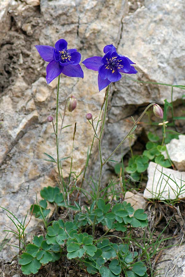 Aquilegia einseleana / Aquilegia di Einsele